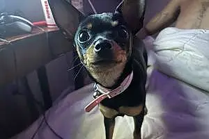 Chihuahua Dog Carrot