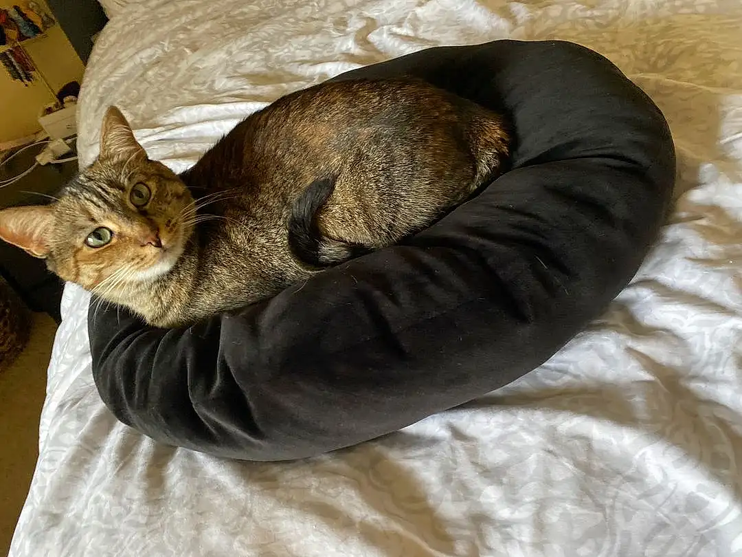 Cat, Felidae, Comfort, Carnivore, Small To Medium-sized Cats, Whiskers, Grey, Cat Supply, Tree, Cat Bed, Snout, Tail, Terrestrial Animal, Domestic Short-haired Cat, Furry friends, Linens, Claw, Nap, Sitting, Paw