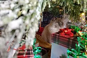 Winter Ragdoll Cat Tora