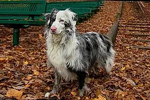 Australian Shepherd Dog Bailey