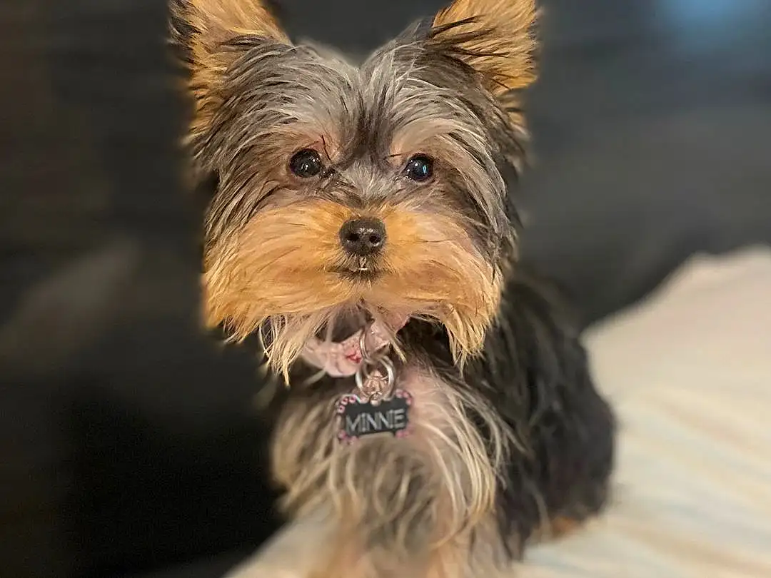 Dog, Dog breed, Carnivore, Companion dog, Fawn, Toy Dog, Working Animal, Snout, Yorkshire Terrier, Terrier, Small Terrier, Canidae, Liver, Biewer Terrier, Furry friends, Water Dog, Yorkipoo, Puppy, Australian Terrier