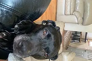 Name Pit Bull Terrier Dog Bell