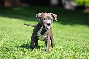 Name Pit Bull Terrier Dog Calypso