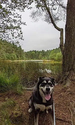 Forest Husky Dog Nova