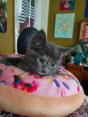 Name Cat Donut