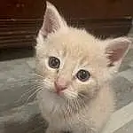 Eyes, Cat, Felidae, Carnivore, Small To Medium-sized Cats, Ear, Fawn, Whiskers, Snout, Paw, Domestic Short-haired Cat, Furry friends, Tail, Photo Caption, Square, Comfort