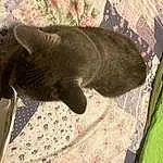 Cat, Comfort, Carnivore, Grey, Felidae, Whiskers, Fawn, Small To Medium-sized Cats, Tail, Snout, Black cats, Linens, Domestic Short-haired Cat, Pattern, Furry friends, Grass, Claw, Terrestrial Animal, Nap, Woven Fabric