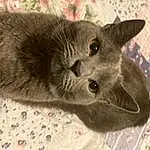 Cat, Felidae, Carnivore, Small To Medium-sized Cats, Grey, Whiskers, Snout, Russian blue, Domestic Short-haired Cat, Furry friends, Pattern, Tail, Terrestrial Animal