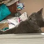 Cat, Felidae, Carnivore, Small To Medium-sized Cats, Grey, Whiskers, Window, Comfort, Tail, Domestic Short-haired Cat, Furry friends, Black cats, Linens, Wood, Bombay, Room, Chartreux, Russian blue, Korat