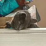 Cat, Felidae, Carnivore, Comfort, Small To Medium-sized Cats, Grey, Wood, Whiskers, Russian blue, Domestic Short-haired Cat, Black cats, Furry friends, Plastic Bag, Tail, Room, Linens, Nap