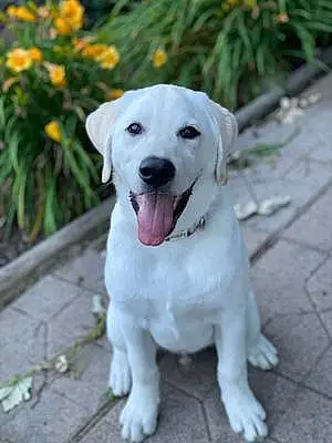 Name Labrador Retriever Dog Bugsy