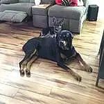Dog, Couch, Furniture, Comfort, Dog breed, Wood, Carnivore, Companion dog, Laminate Flooring, Hardwood, Living Room, Working Animal, Studio Couch, Tail, Wood Flooring, House, Home