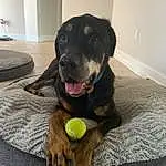 Dog, Dog breed, Carnivore, Tennis Ball, Companion dog, Ball, Snout, Working Animal, Furry friends, Tail, Paw, Canidae, Dog Toy, Door, Guard Dog, Wall Plate, Borador, Working Dog