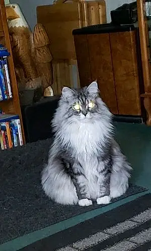 Maine Coon Cat Marco