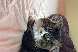 Oriental Longhair Cat Gizmo
