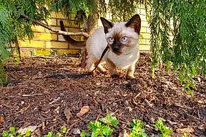 Name Siamese Cat Chappie