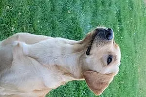 Name Labrador Retriever Dog Gauge