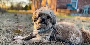 Yorkshire Terrier Dog Malla