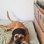 Dog, Dog breed, Comfort, Carnivore, Working Animal, Wood, Companion dog, Fawn, Shipping Box, Hardwood, Snout, Linens, Paw, Pet Supply, Bed, Bedding, Canidae, Tail