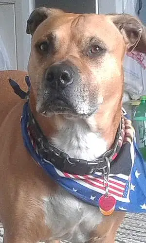 Name Pit Bull Terrier Dog Ferdinand