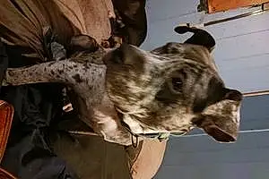 American Staffordshire Terrier Dog Camo