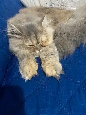 Winter Persian Cat Gucci