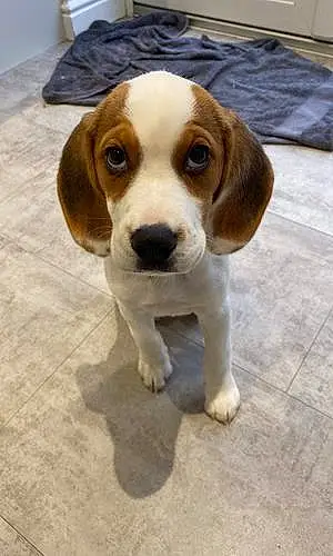 Name Beagle Dog Bramble
