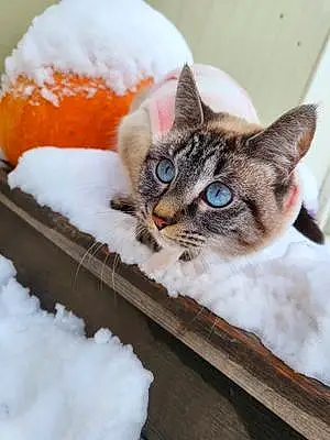 Winter  Other Cat Zara