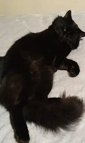 Ragdoll Cat Pussybaby