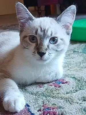 Name Siamese Cat Cashmere