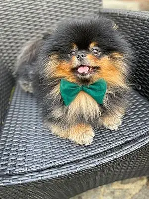 Pomeranian Dog Loki