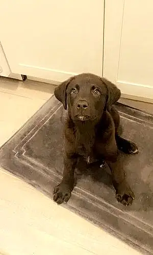 Name Labrador Retriever Dog Bohdi