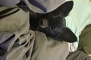 Chihuahua Dog Coco