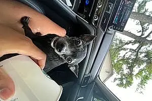Chihuahua Dog Peppy