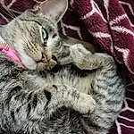 Cat, Felidae, Small To Medium-sized Cats, Carnivore, Whiskers, Grey, Snout, Domestic Short-haired Cat, Pattern, Paw, Comfort, Furry friends, Tail, Claw, Tree, Terrestrial Animal, Woven Fabric, Nap