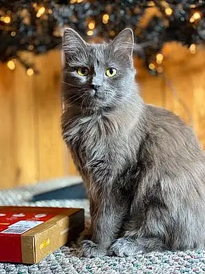 Russian Blue Cat Callisto