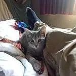 Cat, Comfort, Whiskers, Carnivore, Felidae, Curtain, Small To Medium-sized Cats, Linens, Domestic Short-haired Cat, Furry friends, Bedding, Bed, Lap, Room, Bed Sheet, Human Leg, Claw, Sitting, Nap, Blanket