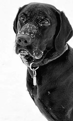 Name Labrador Retriever Dog Cora