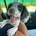 Dog, Smile, Dog breed, Carnivore, Companion dog, Plant, Whiskers, Snout, Spaniel, Gun Dog, Fang, Car, Furry friends, Pointing Breed, Canidae, Vehicle, Yawn, French Spaniel, Dog Collar