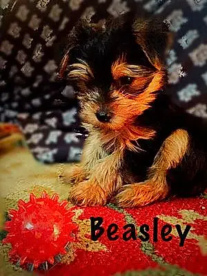 Name Yorkshire Terrier Dog Beasley