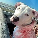 Dog, Dog breed, Working Animal, Carnivore, Collar, Companion dog, Fawn, Sky, Pet Supply, Whiskers, Canidae, Furry friends, Dog Collar, Windshield, Dog Supply, Non-sporting Group, Dogo Argentino, Guard Dog, Pit Bull