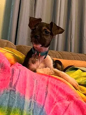 Chihuahua Dog Oreo