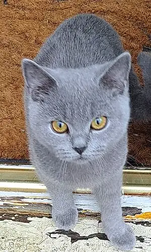Name British Shorthair Cat Boris