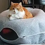 Cat, Felidae, Comfort, Carnivore, Small To Medium-sized Cats, Whiskers, Fawn, Snout, Wood, Cat Supply, Tail, Furry friends, Automotive Tire, Box, Domestic Short-haired Cat, Art, Cat Bed, Carmine, Room, Paw