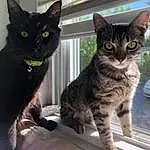 Cat, Felidae, Small To Medium-sized Cats, Carnivore, Whiskers, Snout, Tail, Window, Furry friends, Domestic Short-haired Cat, Paw, Black cats, Sitting, Claw, Cat Furniture, Terrestrial Animal