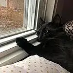 Cat, Window, Comfort, Textile, Wood, Interior Design, Carnivore, Felidae, Small To Medium-sized Cats, Line, Window Blind, Tints And Shades, Linens, Whiskers, House, Tail
