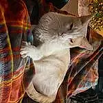 Cat, Christmas Tree, Textile, Carnivore, Comfort, Felidae, Grey, Fawn, Dog breed, Whiskers, Small To Medium-sized Cats, Snout, Pattern, Tail, Event, Christmas Decoration, Holiday, Wood, Domestic Short-haired Cat, Companion dog