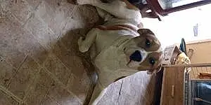 American Staffordshire Terrier Dog Roscoe