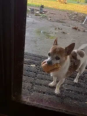 Chihuahua Dog Vito