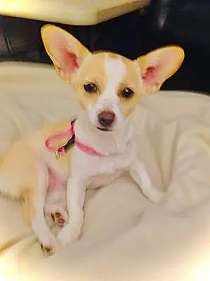 Chihuahua Dog Blanquita